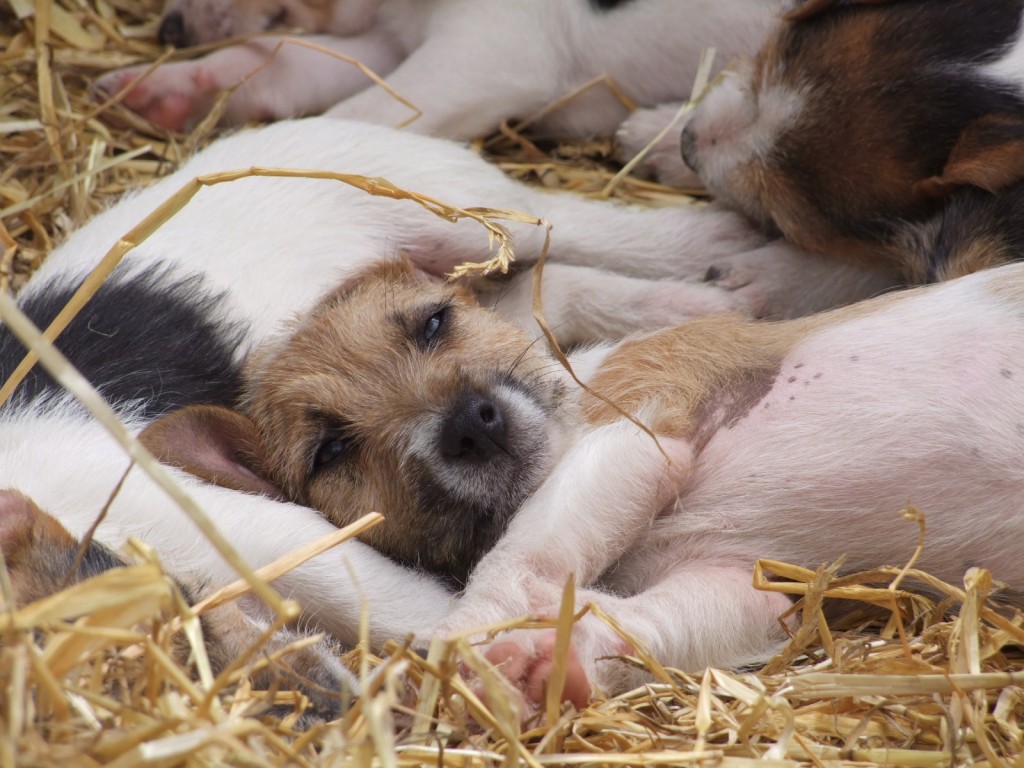 Cork Summer Show, 18 June 2011