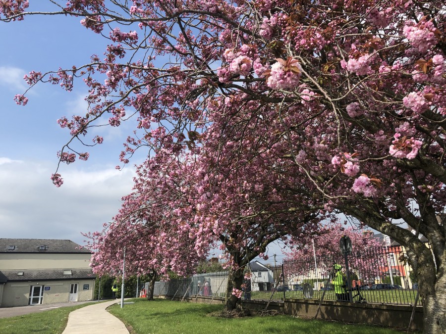 Blossoms at St Finbarr's Hospital, Douglas Road, April 2019