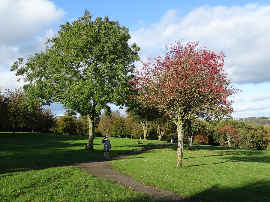 Autumnal Landscapes in Cork's Beaumont Park, 26 October 2019