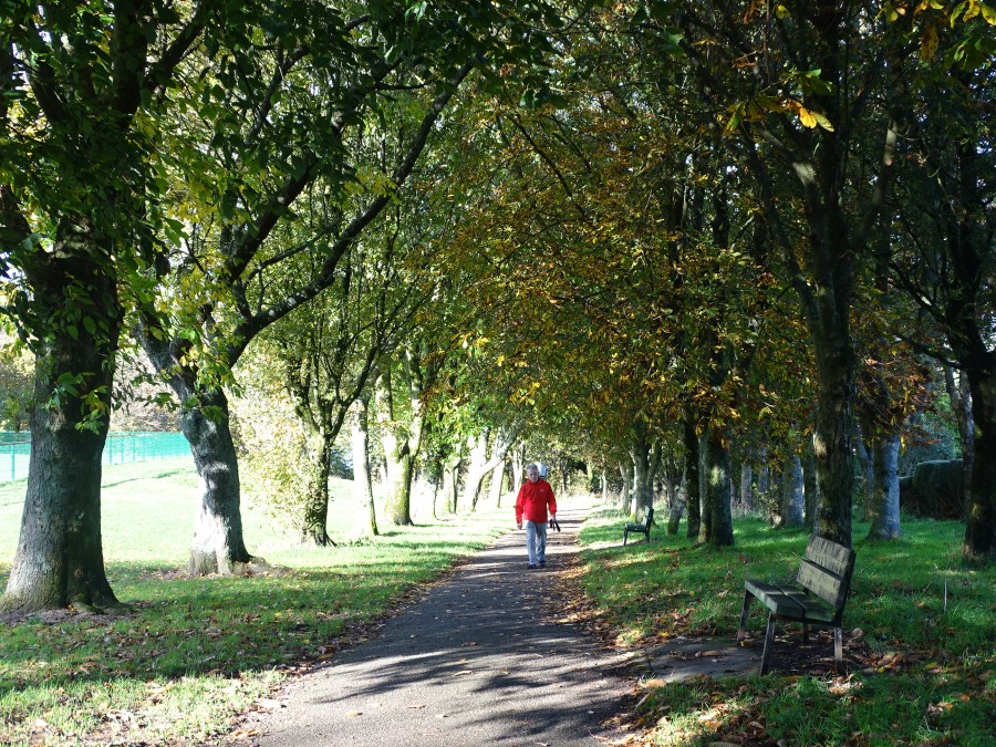 Autumnal Landscapes in Cork's Beaumont Park, 26 October 2019