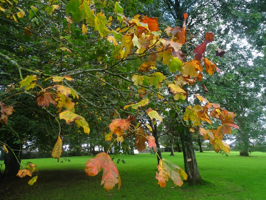 Autumn at Ballinlough Community Park, 13 October 2019