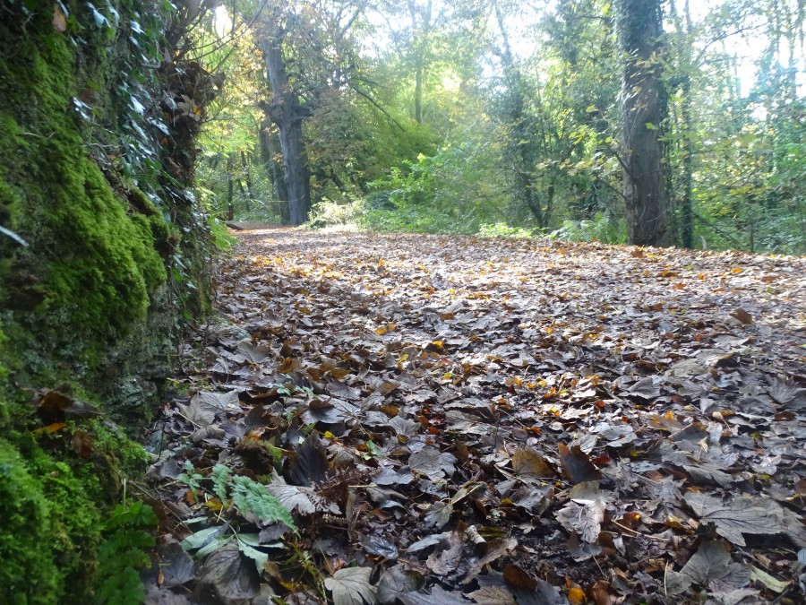 Autumn in Old Court Woods, Rochestown, October 2019