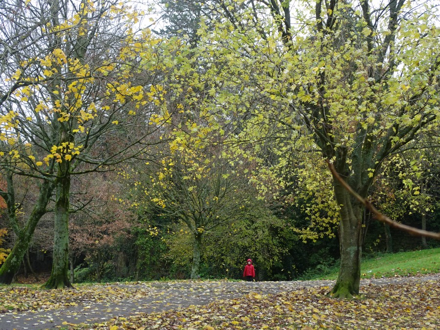 Last of the autumn leaves falling at the Japanese Gardens, Ballinlough, 24 November 2019