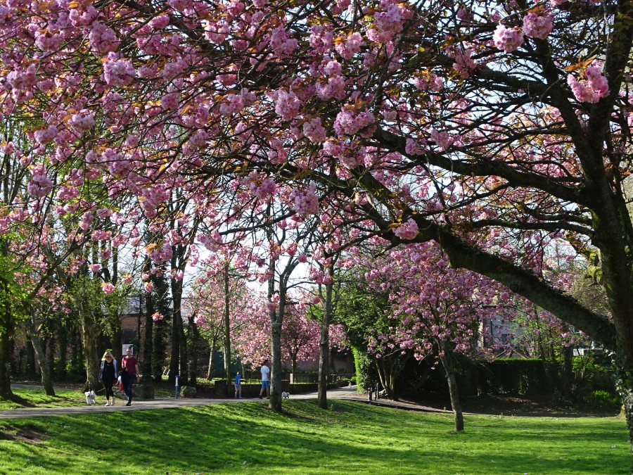 Blossoms, Japanese Gardens, Ballinlough, April 2020