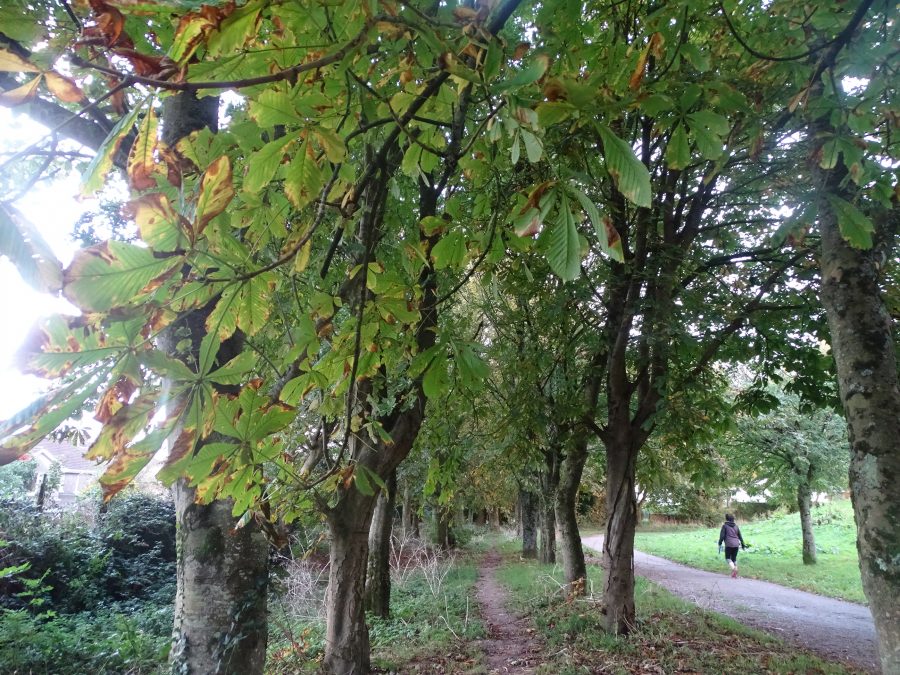 Autumnal Transitions, Beaumont Park, 6 October 2020 (Cllr Kieran McCarthy)