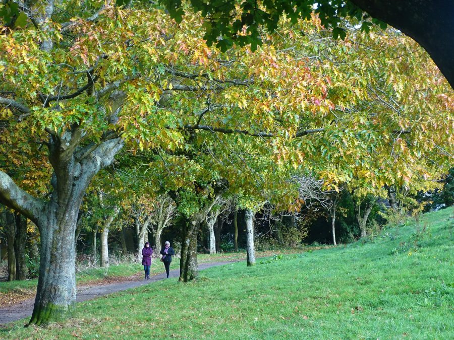 Beaumont Park, Cork, 25 October 2020 (picture: Cllr Kieran McCarthy)
