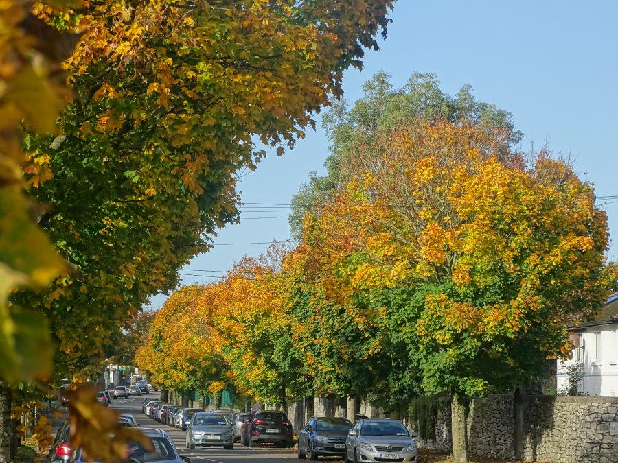 Autumn on Boreenmanna Road, Cork 2020