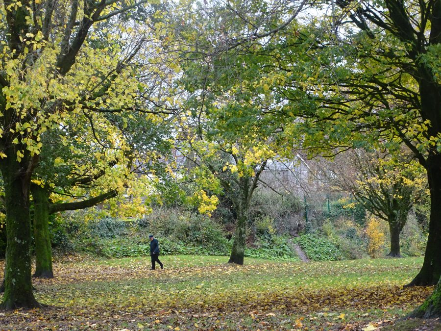 Japanese Gardens, Ballinlough, Cork, 16 November 2020 (picture: Cllr Kieran McCarthy)