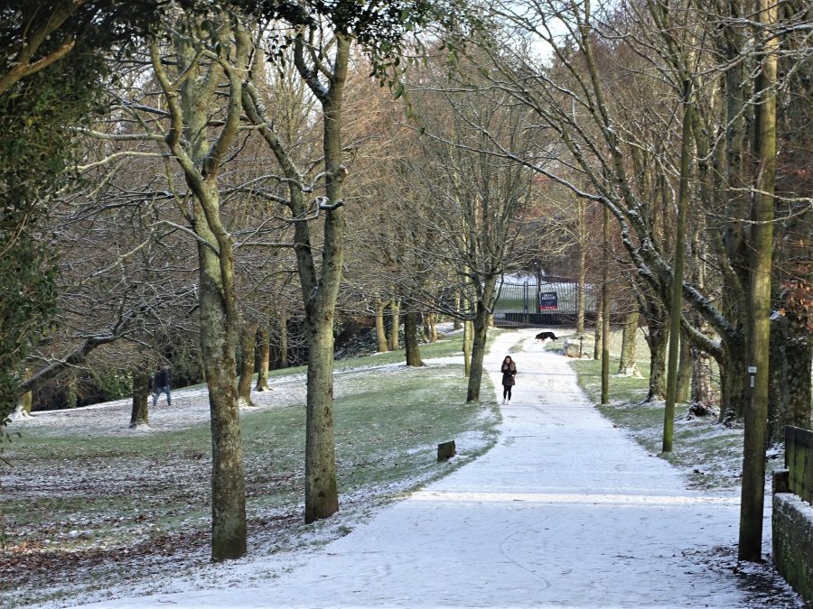 Paths of Snow, Japanese Gardens, Ballinlough, Cork, 7 January 2021 (picture: Kieran McCarthy)