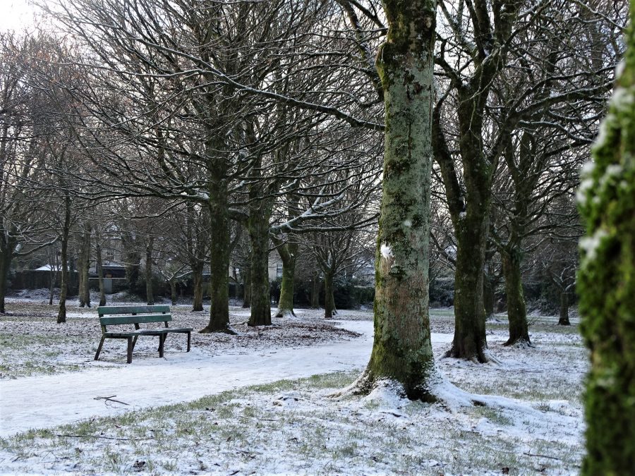 Paths of Snow, Japanese Gardens, Ballinlough, Cork, 7 January 2021 (picture: Kieran McCarthy)