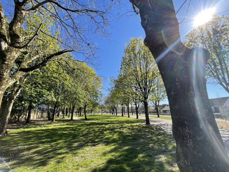 Spring at Douglas Community Park, Cork (picture: Kieran McCarthy)