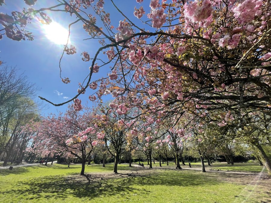 Spring at Japanese Gardens, Ballinlough (picture: Kieran McCarthy)