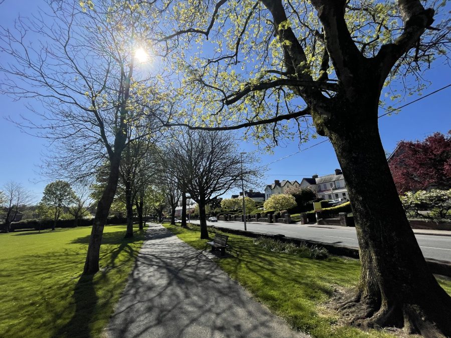 Spring at Kennedy Park, Cork (picture: Kieran McCarthy)