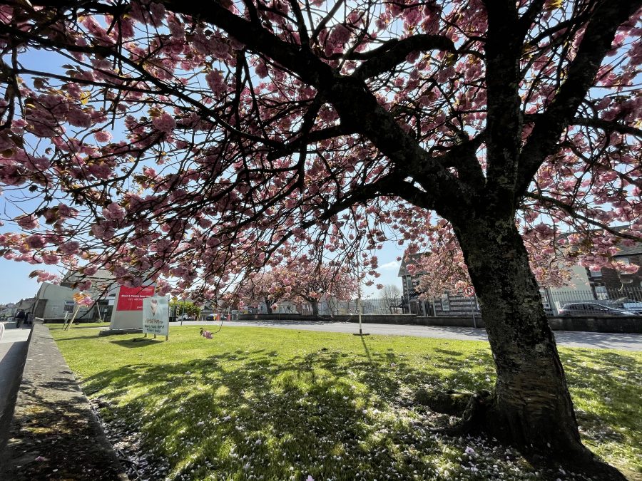 Spring at St Finbarr's Hospital, Douglas Road, Cork (picture: Kieran McCarthy)