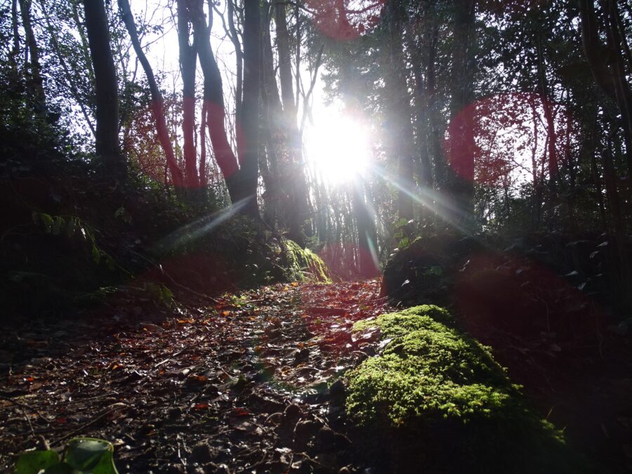 Image: Proposed path to be destroyed at Ballybrack Woods, Douglas to facilitate bridge proposal from Grange Road to Carrigaline Road (picture: Kieran McCarthy)