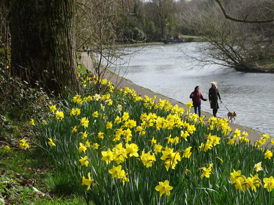 Spring at the Atlantic Pond, Cork (picture: Kieran McCarthy)