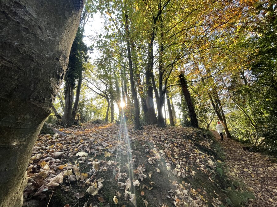 Autumn at Ballybrack Woods, Douglas, Cork (picture: Kieran McCarthy)