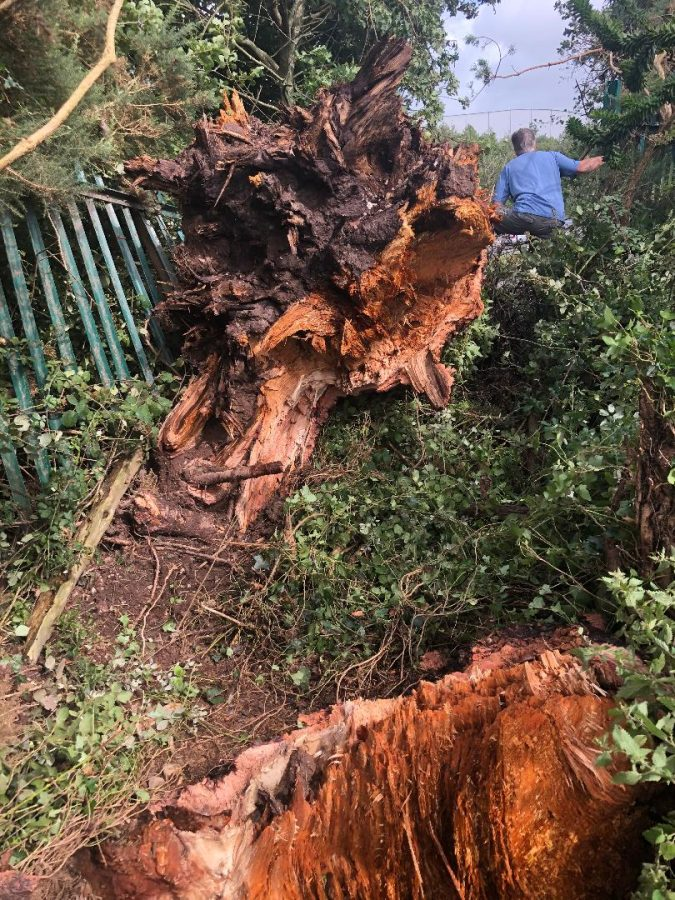 Collapsed Monkey Puzzle Tree, Mahon, August 2020 (picture: Kieran McCarthy)