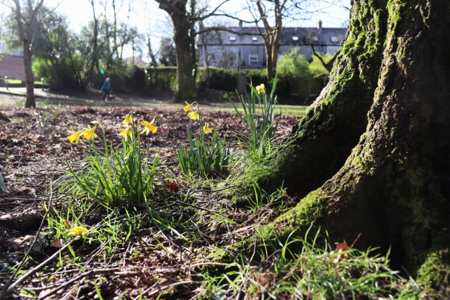 Spring at the Japanese Gardens, Ballinlough (picture: Kieran McCarthy)